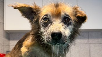 Zbiórka Nazywali go „hieną cmentarną” - miniaturka zdjęcia