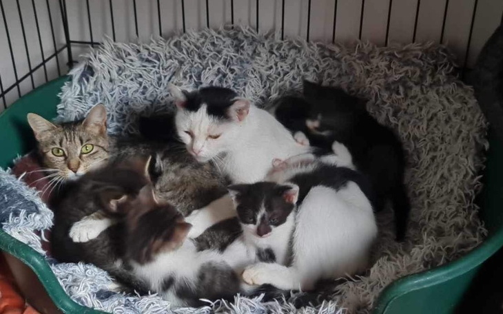 Zbiórka Na utrzymanie czterdziestu kotów - zdjęcie główne