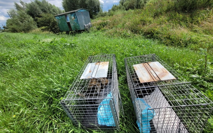 Zbiórka Czesiu i Czesia ostatnie ze stad - zdjęcie główne