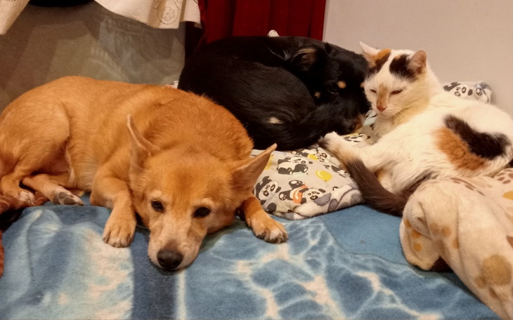 Zbiórka Czy to koniec Muminków - zdjęcie główne