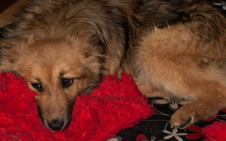 Pies leżący na czerwonym kocyku, wygląda na smutnego.