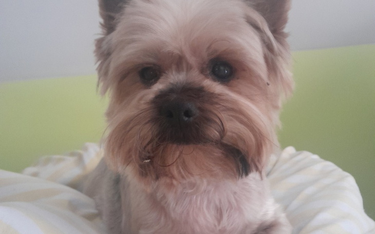 Pies na poduszce, z wyrazem przyjaznym i ciekawym.