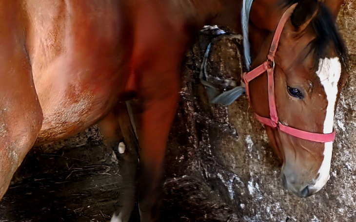 Koń w stajni, z widoczną uprzężą.