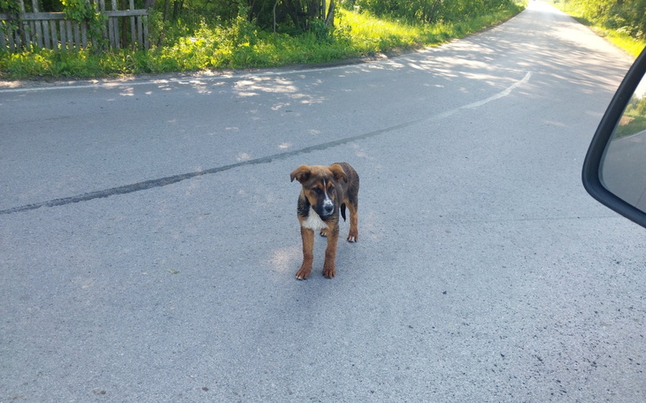 Bezdomny pies na drodze, szukający pomocy.