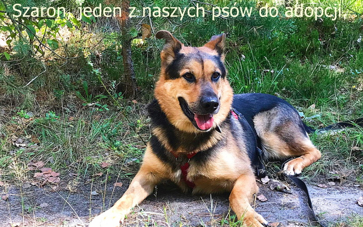 Zbiórka Fundacja Dla Bezdomnych Psów - zdjęcie główne