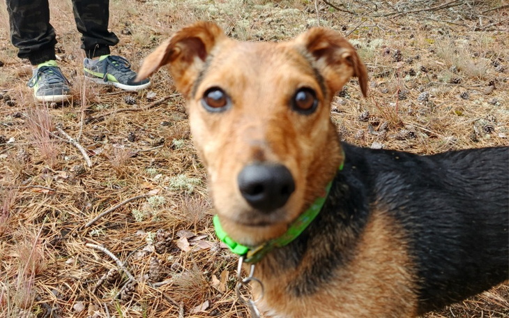 Zbiórka Operacja łapki Megi - zdjęcie główne