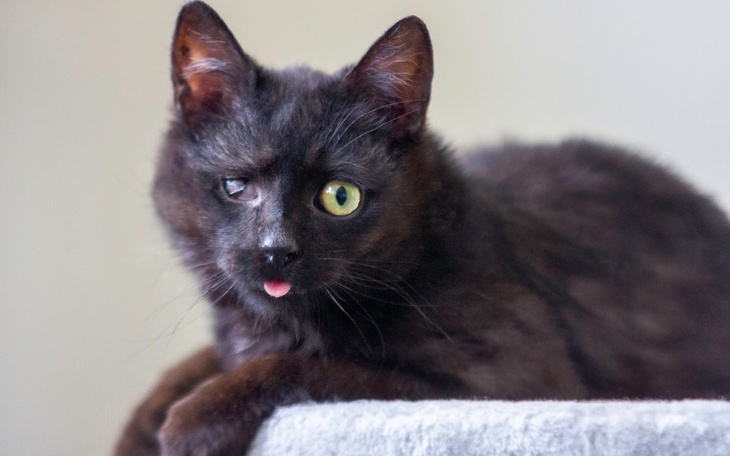 Zbiórka Mruczarnia, czerwiec - zdjęcie główne