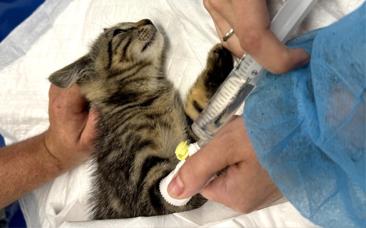 Zbiórka Przejechana kicia walczy o życie - zdjęcie główne