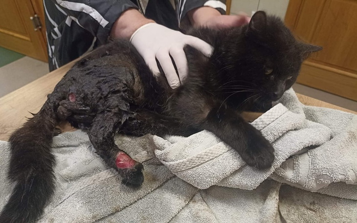 Zbiórka Kot porzucony w transporterze - zdjęcie główne