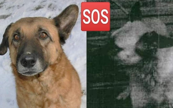 Zbiórka Na utrzymanie niechcianych psów - zdjęcie główne