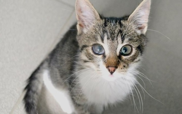 Zbiórka Życzliwa pomoc dla schroniska - zdjęcie główne