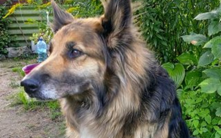 Zbiórka Na chorego psa potrzebuje operac - zdjęcie główne