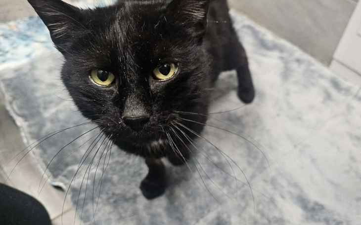 Czarny kot z zielonymi oczami, na szarym dywaniku.