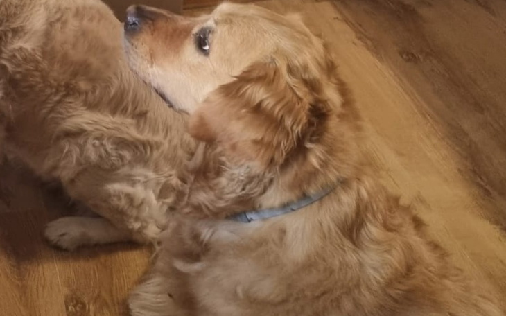 Złoty retriever siedzący na podłodze, z boku.