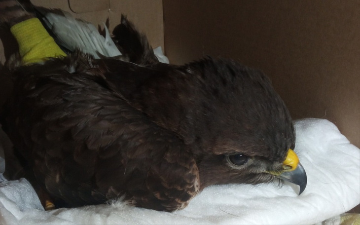 Zbiórka Szansa dla myszołowa - zdjęcie główne