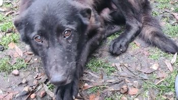 Zbiórka Feluś zaznał w życiu dużo zła. - miniaturka zdjęcia