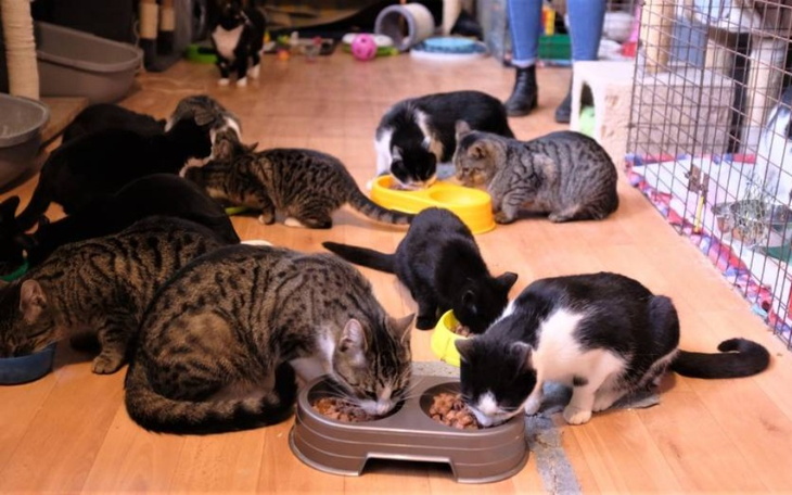 Zbiórka Na mokra karme dla bezdomniakow - zdjęcie główne