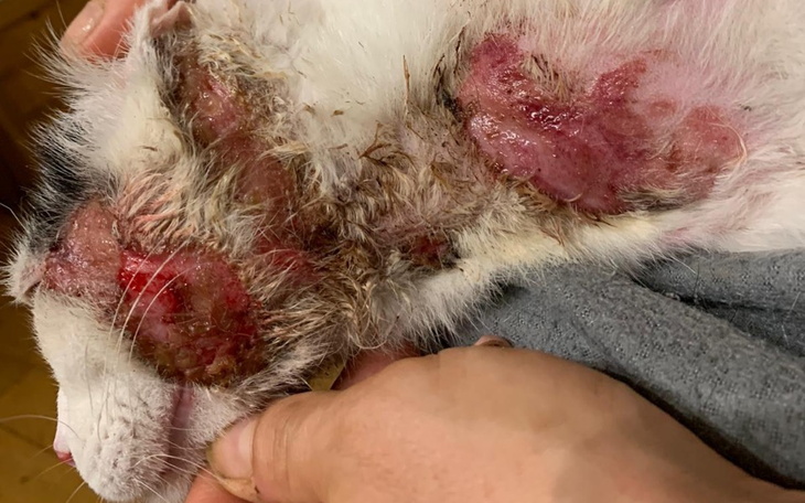 Zbiórka Na ratowanie kota - zdjęcie główne