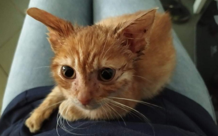 Zbiórka Świąteczna zbiórka na karmę koty - zdjęcie główne