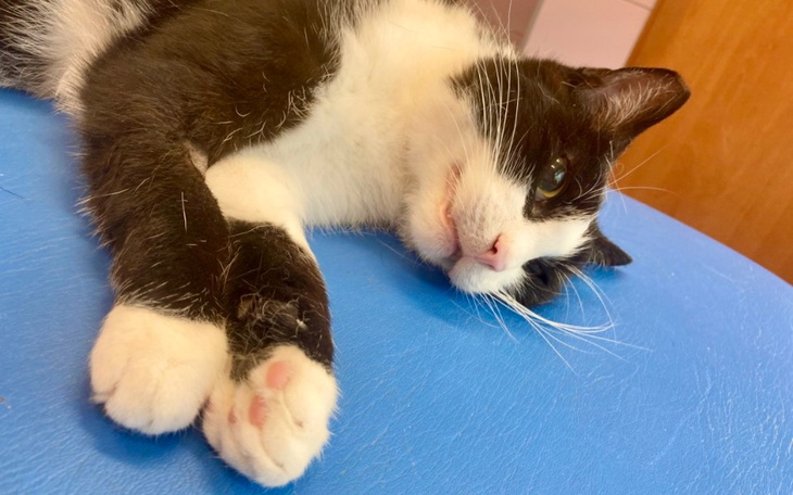 Zbiórka Pomoc dla kotka Burdusia - zdjęcie główne