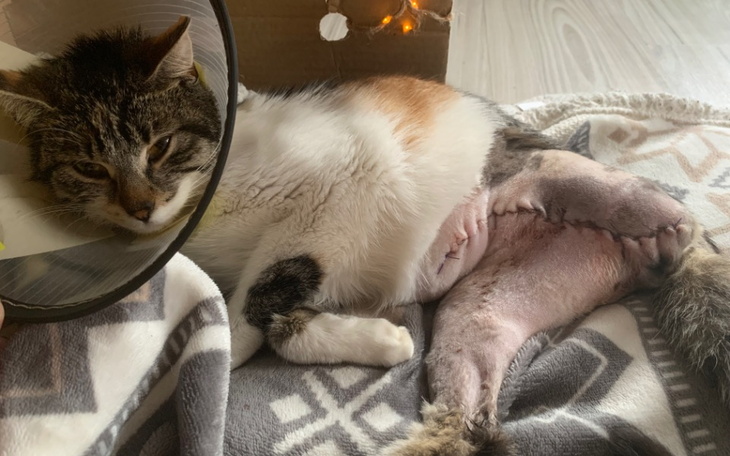 Kot z opatrunkiem na nodze, leżący na kocu.