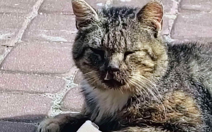 Stary kot leżący na bruku, z zamkniętym okiem.