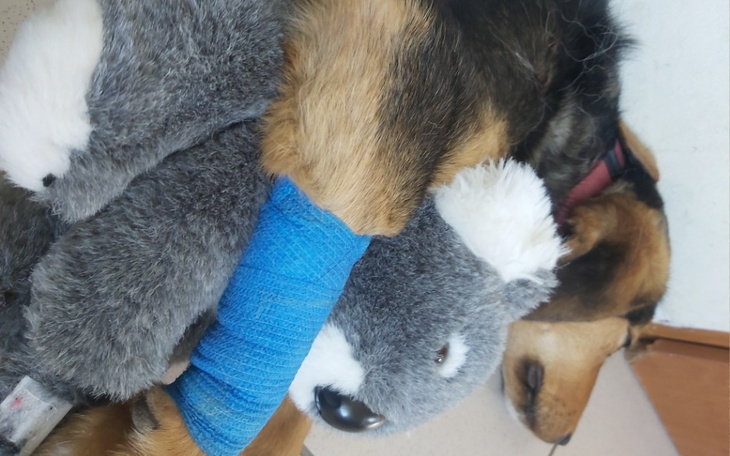 Zbiórka Toczenie krwi dla Arii.. - zdjęcie główne