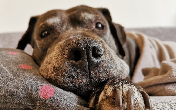 Zbiórka Rehabilitacja Buni - zdjęcie główne