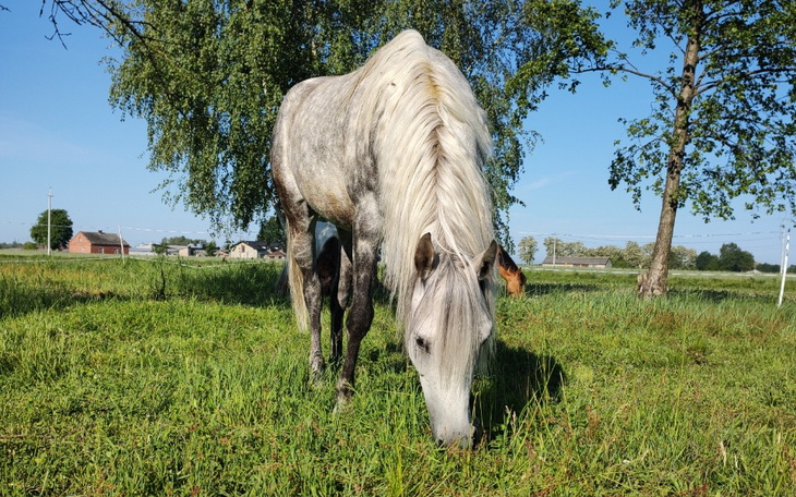 Zbiórka Końskie życie bez cierpienia - zdjęcie główne