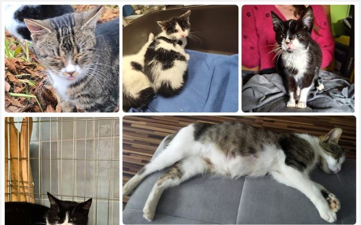 Koty w różnych pozach, w przytulnym otoczeniu.