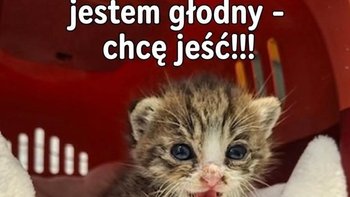 Zbiórka Na jedzonko i żwirek - miniaturka zdjęcia