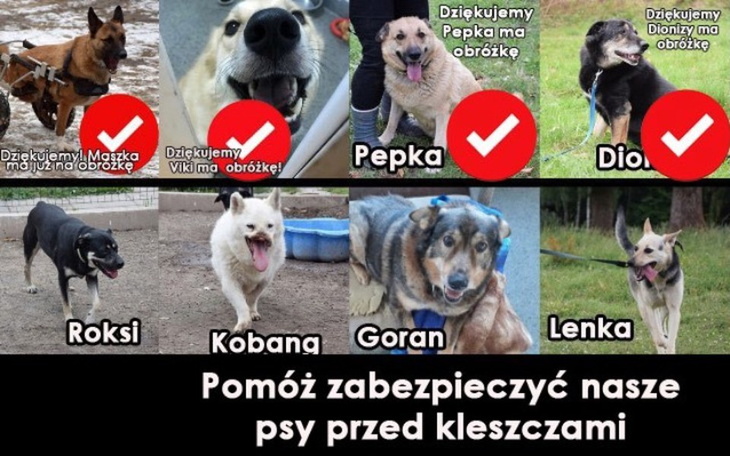 Zbiórka Zagrażają nam kleszcze... - zdjęcie główne