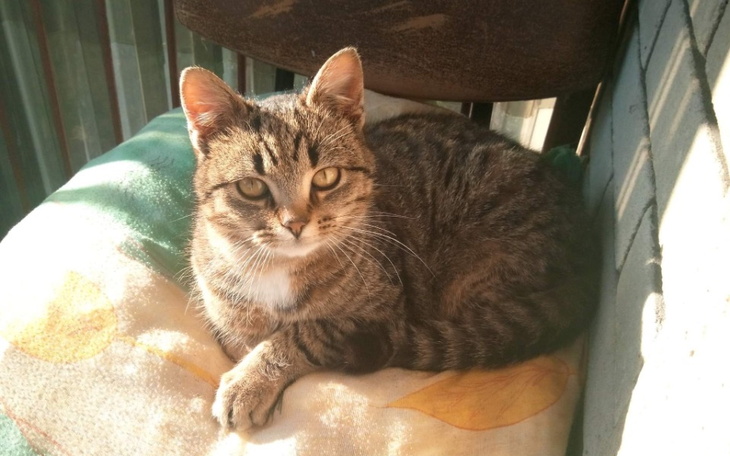 Zbiórka Na jedzenie dla bezdomnego kotka - zdjęcie główne