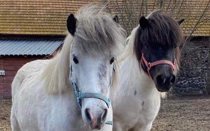 Zbiórka Transport kucyków - zdjęcie główne