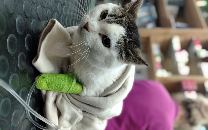 Zbiórka Mrusia - leczenie - zdjęcie główne