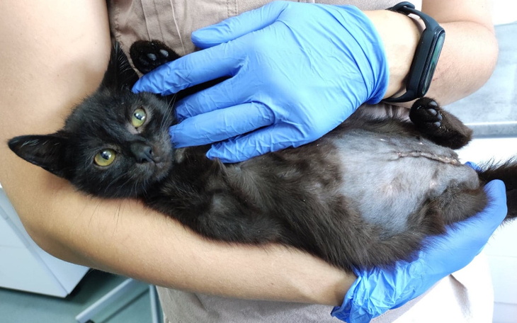 Zbiórka Kruszynka z wadami genetycznymi - zdjęcie główne