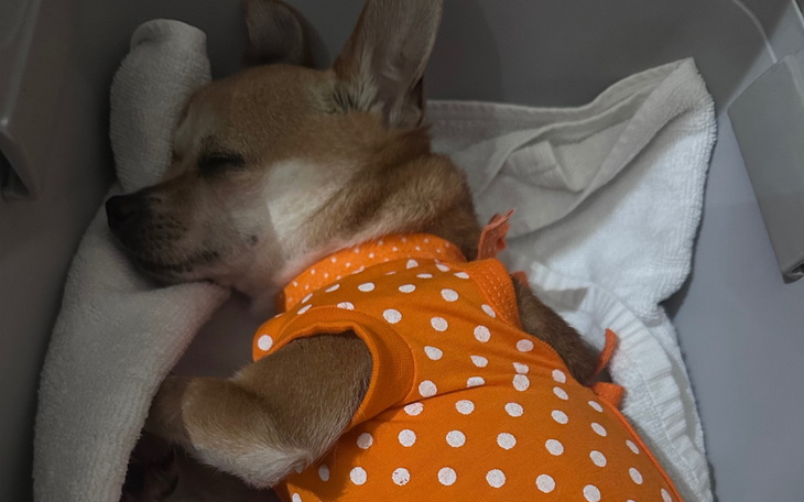Mały piesek śpiący w pomarańczowej koszulce.