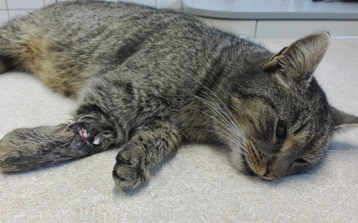 Zbiórka Frania -trójłapka,pomóż.... - zdjęcie główne