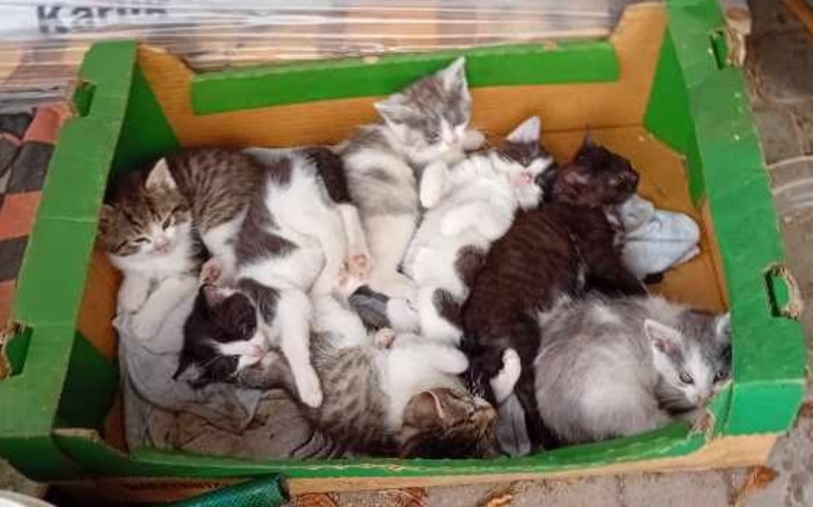 Kocięta śpiące w kartonie, przytulone do siebie.