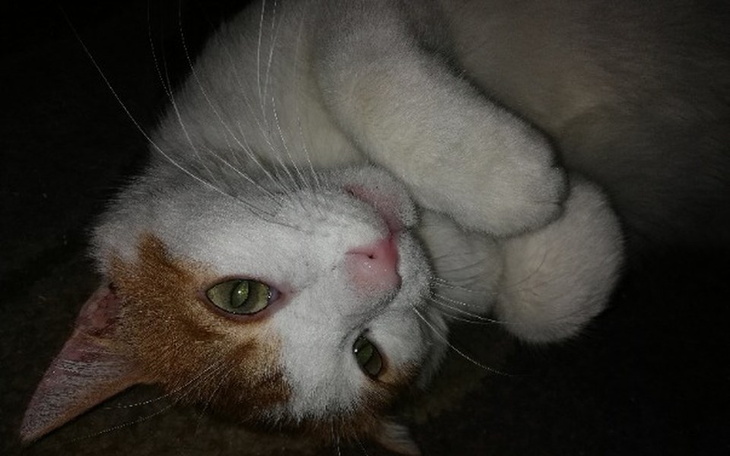 Zbiórka kocurek potrzebuje pomocy - zdjęcie główne