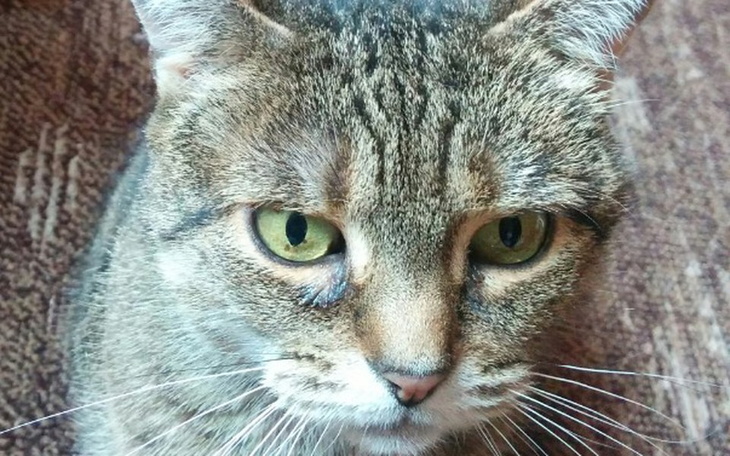 Zbiórka Pomoc bezdomnym kotom łódź - zdjęcie główne