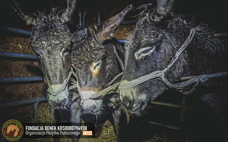 Trzy osły w zagrodzie, związaną z pomocą dla zwierząt.