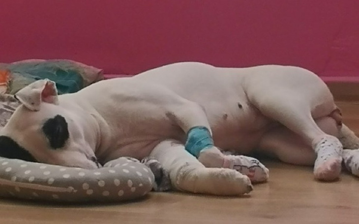 Zbiórka Zbieramy na leczenie łapki psa - zdjęcie główne