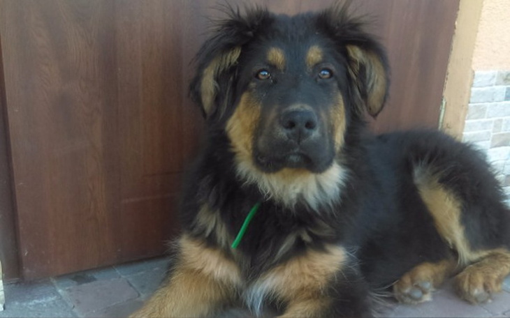 Zbiórka Walczymy z babeszjoza - zdjęcie główne