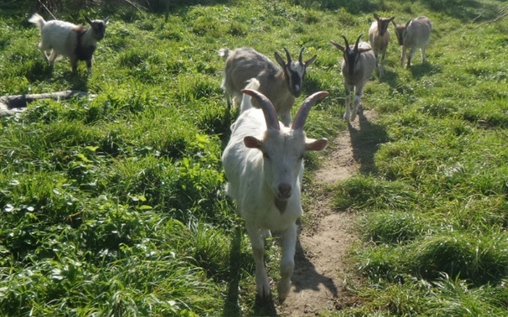 Zbiórka kozy zbierają na utrzymanie - zdjęcie główne