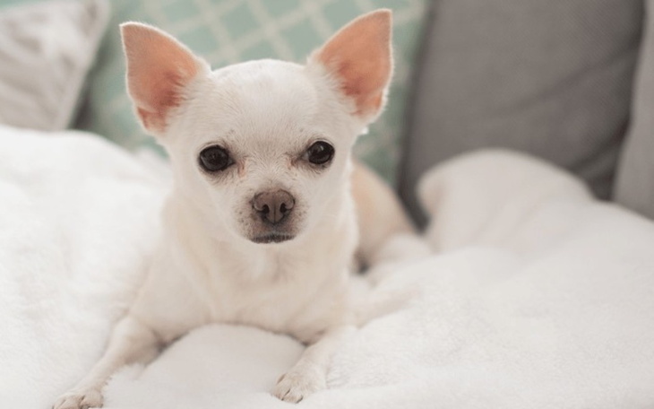 Zbiórka Na prawdziwego przyjaciela - zdjęcie główne