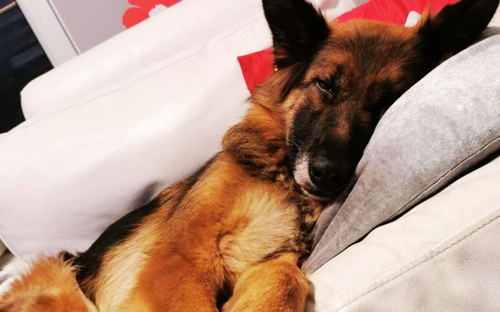 Pies leżący na kanapie, wygląda na zrelaksowanego.