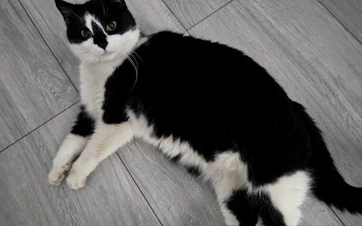 Zbiórka Mimi prosi o pomoc na leczenie - zdjęcie główne