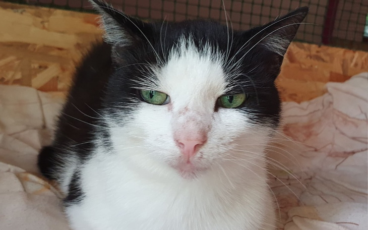 Zbiórka Jesienna Kociarnia - zdjęcie główne