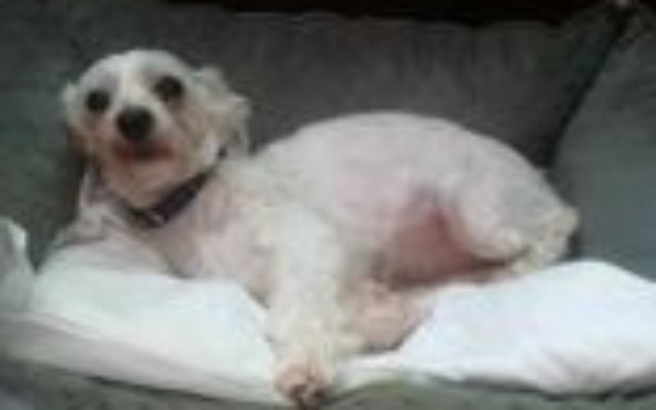 Zbiórka Leczenie chorego psa - zdjęcie główne